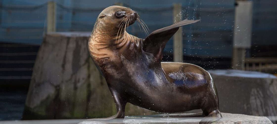 Melbourne Zoo Ticket - image 4